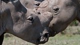 Filming the white rhino