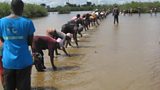 Gambian Oyster