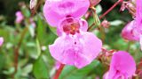 Himalayan Balsam plant