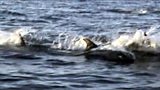 Do Northumberland's dolphins need more protection?