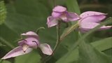 Endangered plants