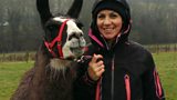 Julia’s llama challenge