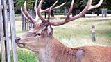 Tom and the urban deer