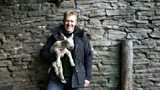 Adam, lambs and ponies