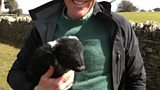 Adam’s primitive lambs