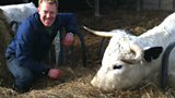 Adam, goats and bulls