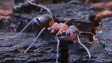 Attack of the giant ants