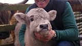 Adam, Eric and the silver calf