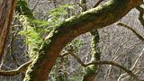Epiphytes