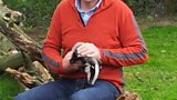 Badger culling in Ireland