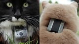 GPS and cat cam technology