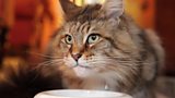 Why do cats purr?