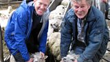 Adam’s traditional breeds