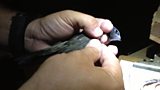 Swifts in the city