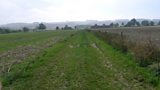 Field view