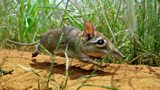 BBC Nature: Secrets of the sengi