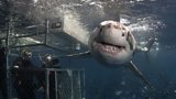 A Great White shark cruises past the shark-proof cage, which Rodney Fox developed for film making and tourism after his attack.