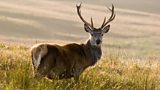 Red deer