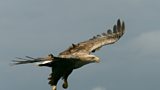 White-tailed sea eagle