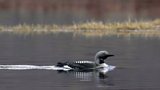 Black-throated diver