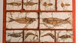 Goethe's fossil collection