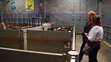 A Profile of the Chief Vet for Wales