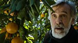 FILM: TANGERINES