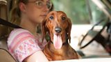 Wiener Dog