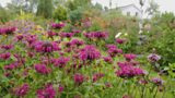 Monarda garden