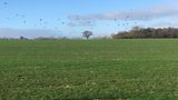 Distant hares across a Suffolk field