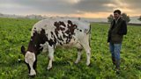 Dairy Dream