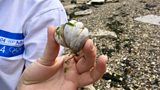Slipper Limpet