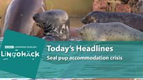 180117_lingohack_seal_rescue.mov