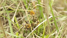 Ivy bees in the sunshine