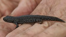 The great crested newt was formerly known as the 'warty newt' due to the lumps on its skin