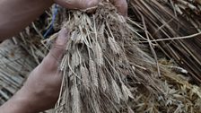 Heritage grain