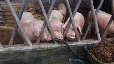 Pigs