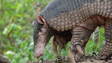 A giant armadillo