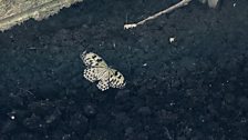Tree nymph