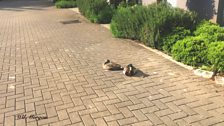 Chwiaid Mallard Pontcanna