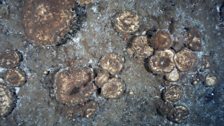 Arctic Sponges
