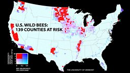 Demand for biofuel in US hits bee numbers