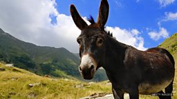 Donkey's years