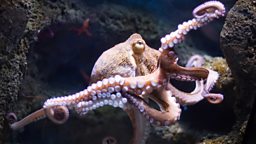 How intelligent is the octopus?