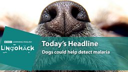 Dogs could help detect malaria