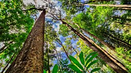 The Amazon and climate change