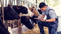 Would you crowdfund a cow?
