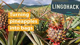 Turning pineapples into bags