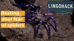Beating your fear of spiders