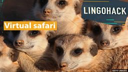Virtual safari